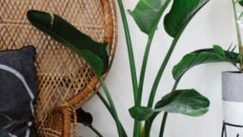 5 Plantas de interior muy resistentes