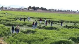 Misterio por las extrañas figuras en cultivos de México