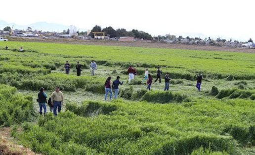 Misterio por las extrañas figuras en cultivos de México