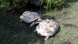 Una tortuga gigante logró salvar a su compañera