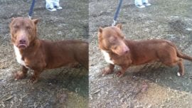 Un perro cruce de pitbull con salchicha sorprende en Facebook