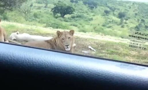 Un león causa pánico al abrir la puerta de un coche durante un safari