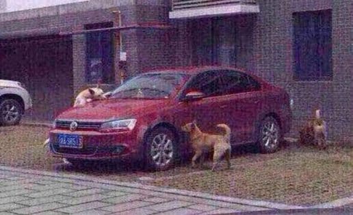 Un perro muerde el coche de un hombre que le dio una patada