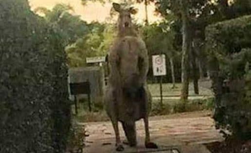 Canguro gigante de 2 metros atemoriza a un barrio de Australia