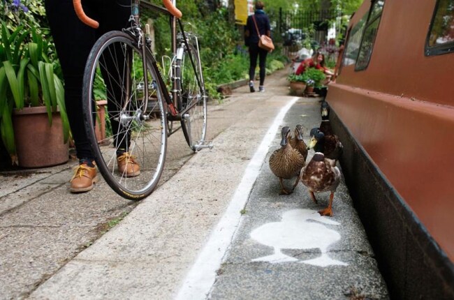 Crean un carril para los patos en Londres