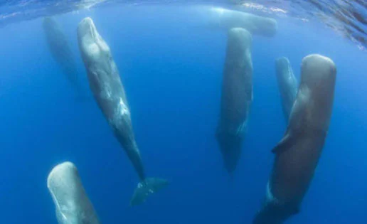 ¿Cómo duermen las ballenas sin ahogarse? Te sorprenderás