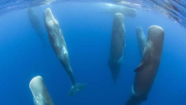 ¿Cómo duermen las ballenas sin ahogarse? Te sorprenderás