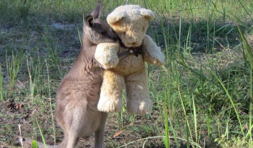 Conmovedor: Pequeño canguro huérfano se consuela abrazando un oso de peluche