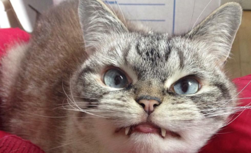Gata vampira la nueva celebridad en internet