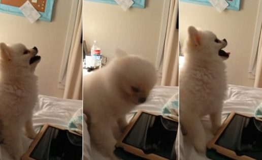 El curioso estornudo de un cachorro se hace viral