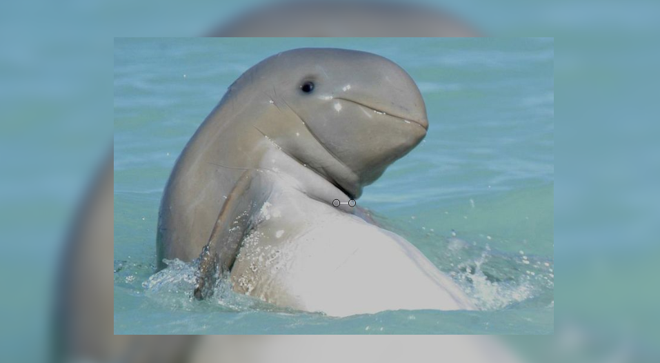 Descubren un extraño delfín casi extinguido en las costas de Australia