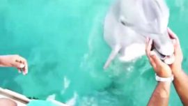 Delfín recupera del mar un móvil y se lo devuelve a su dueña