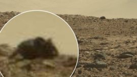 ¿Un ratón gigante es encontrado en Marte?
