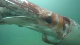 Alucinante calamar gigante en las costas de Japón