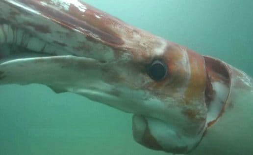 Alucinante calamar gigante en las costas de Japón