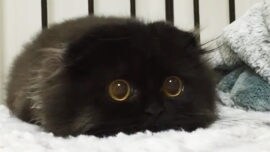 Gimo, el gato con ojos que parecen de peluche
