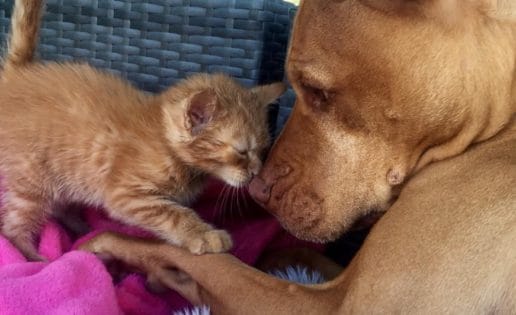 La tierna amistad entre un pitbull y una pequeña gatita