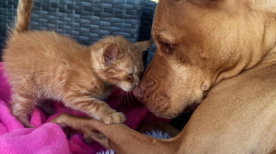 La tierna amistad entre un pitbull y una pequeña gatita