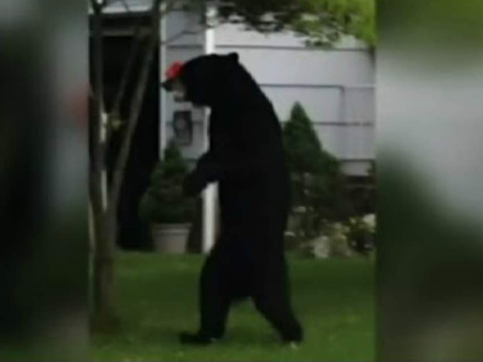 Oso que camina a dos patas asombra a habitantes