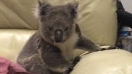 Mujer llega a su casa y encuentra un koala sentado en su sofá