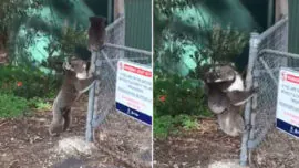 Una mamá koala rescata a su cría y conmueve a las redes sociales
