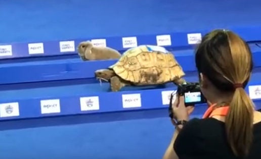 Una tortuga gana a un conejo en una carrera