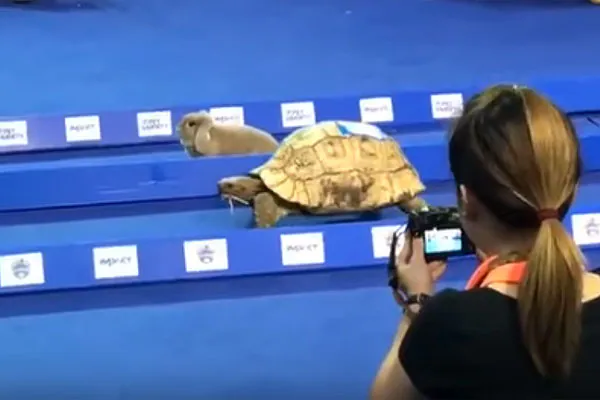 Una tortuga gana a un conejo en una carrera
