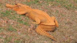 Aparece un caimán naranja en Carolina del Sur