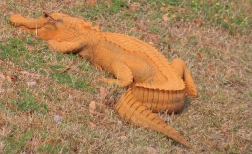 Aparece un caimán naranja en Carolina del Sur