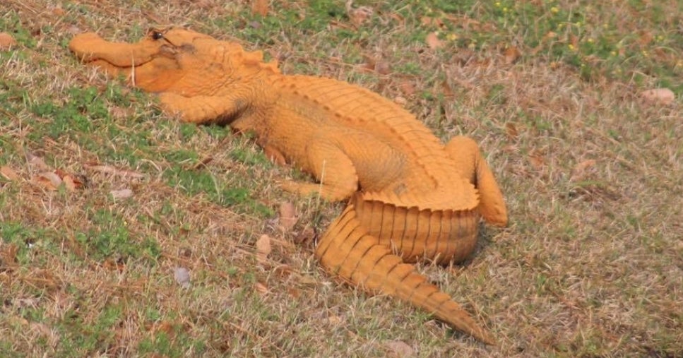 Aparece un caimán naranja en Carolina del Sur