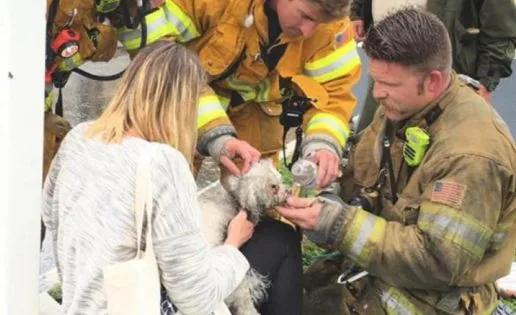 Un bombero salva la vida a un perro practicándole el boca a boca