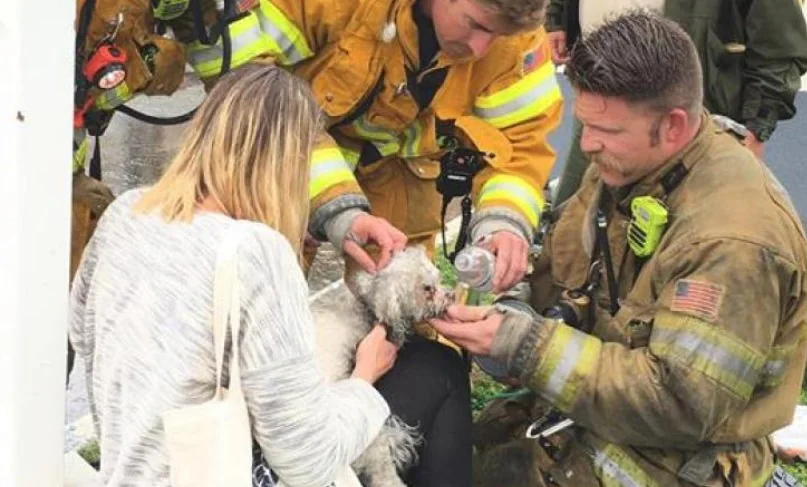 Un bombero salva la vida a un perro practicándole el boca a boca