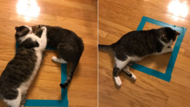 El truco del gato en el cuadrado