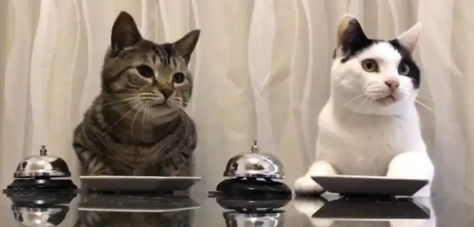 La curiosa forma de pedir comida dos gatos