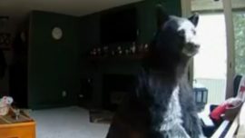 Un oso se cuela en una casa y se pone a tocar el piano