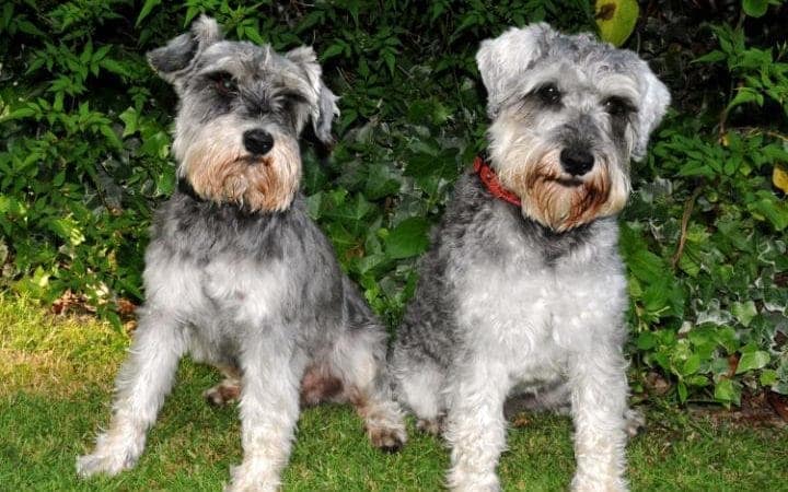 Dos perros desaparecen durante 96 horas y regresan al oler a sus dueños cocinar salchichas