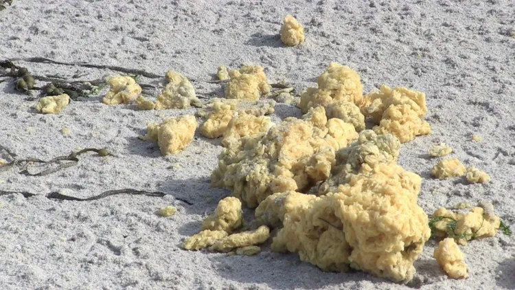 Aparecen misteriosamente esponjas amarillas en una playa