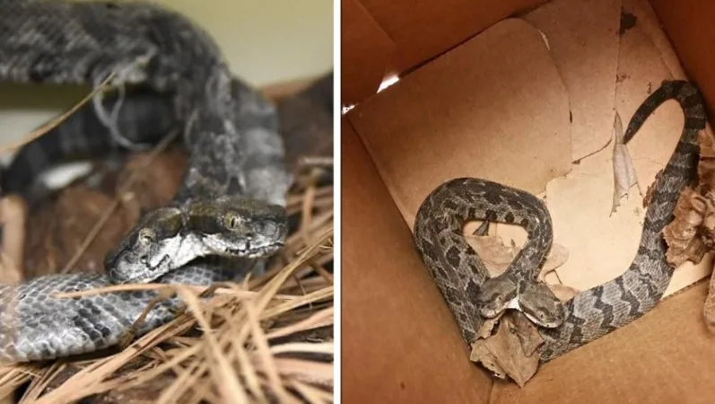 Aparece una serpiente de cascabel de dos cabezas en Arkansas