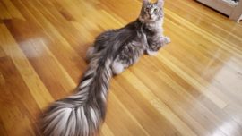 Este es el gato con la cola más larga del mundo