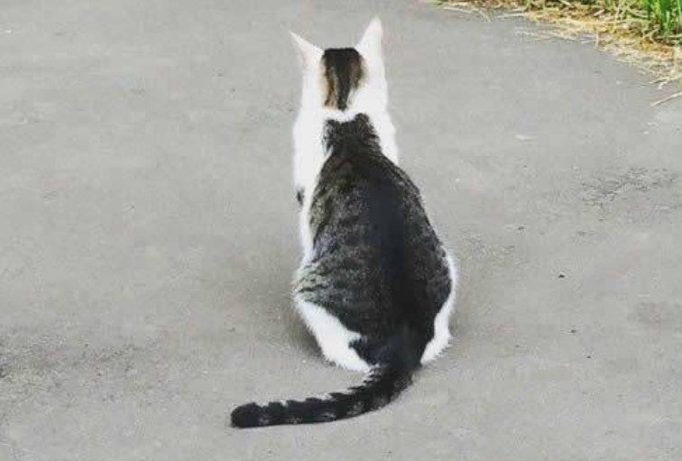 ¿Un gato bicolor o dos gatos? El nuevo reto viral