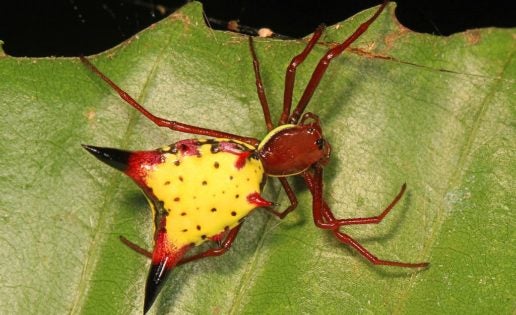 Encuentran una araña que se parece a Pikachu