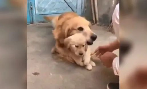 La tierna reacción de una Golden Retriever para proteger a su cachorro