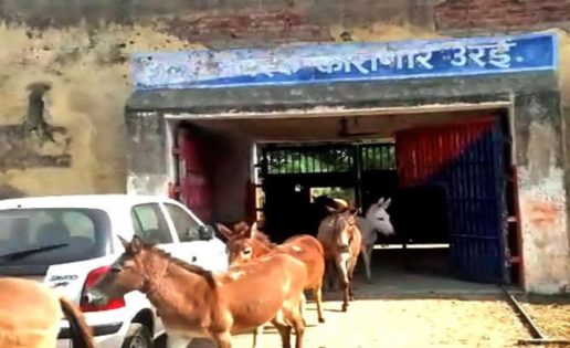 Ocho burros son detenidos en la India por comer flores