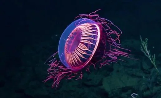 Descubren extraña medusa que brilla como los fuegos artificiales