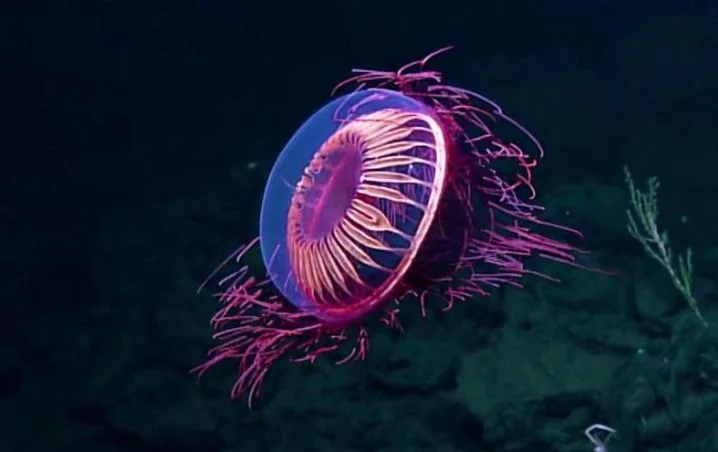 Descubren extraña medusa que brilla como los fuegos artificiales