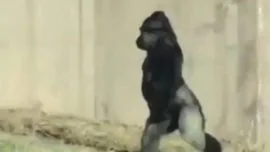 El gorila que camina como un humano