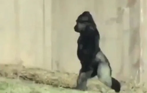 El gorila que camina como un humano