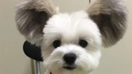 Goma, el perro con orejas de Mickey Mouse