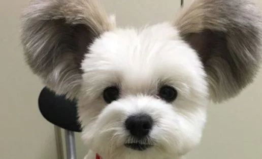 Goma, el perro con orejas de Mickey Mouse