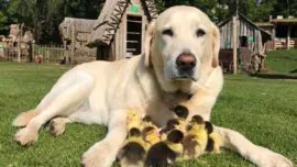 Un perro labrador adopta a 9 patitos huérfanos